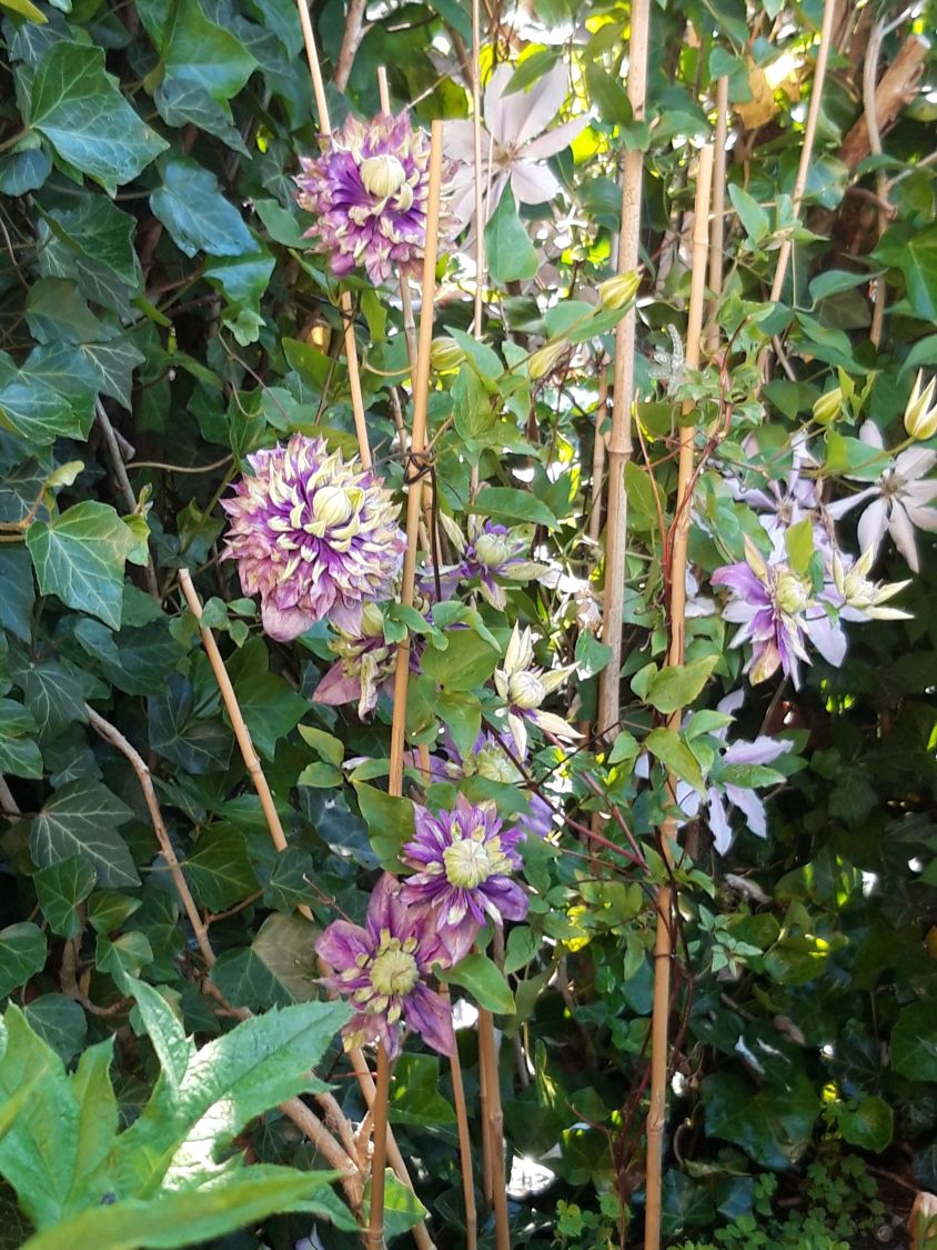 Waldrebe 'Taiga' ® - Clematis 'Taiga' ®