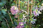 Waldrebe 'Taiga' ® - Clematis 'Taiga' ®