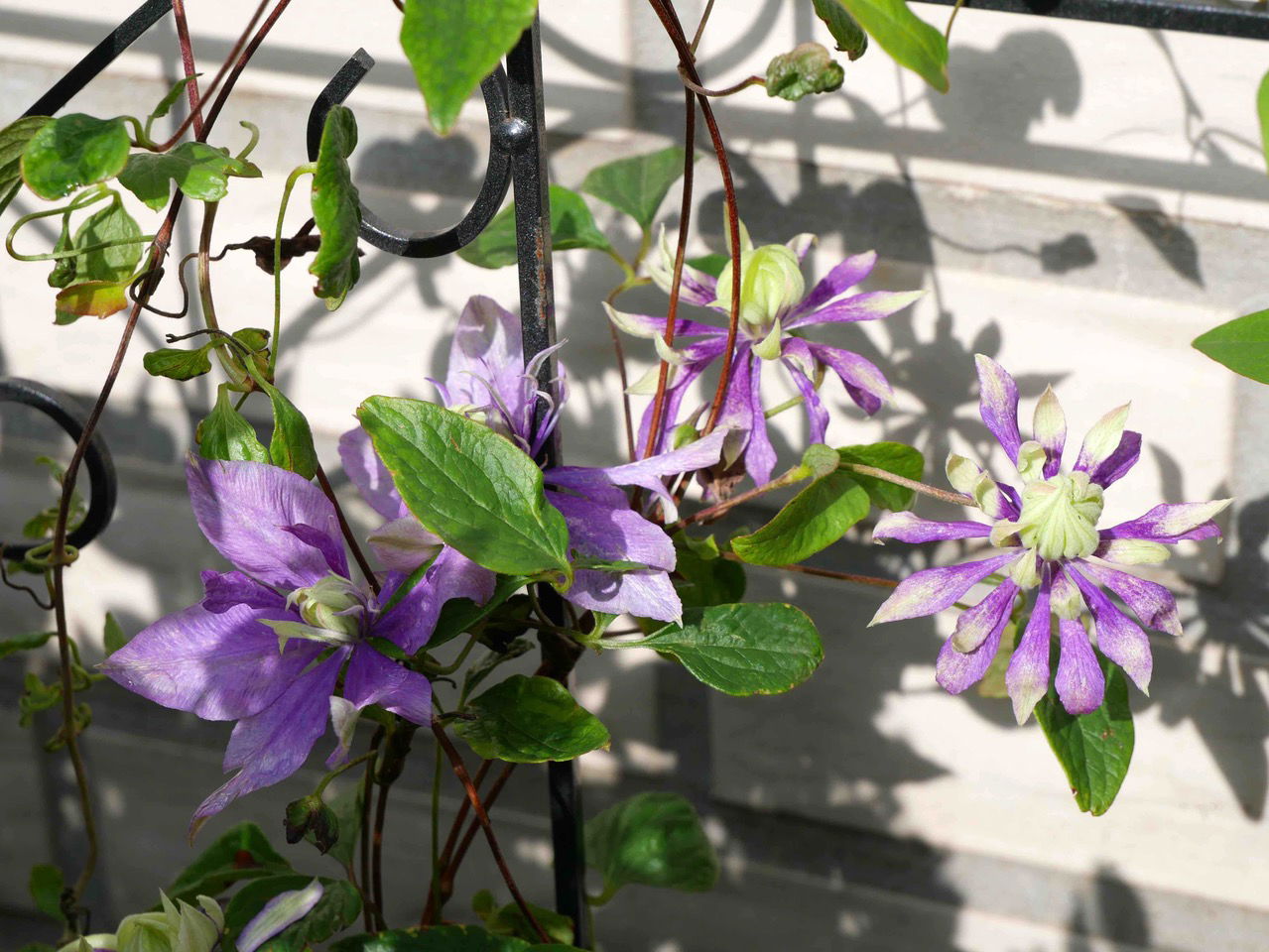 Waldrebe 'Taiga' ® - Clematis 'Taiga' ®