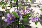 Waldrebe 'Taiga' ® - Clematis 'Taiga' ®