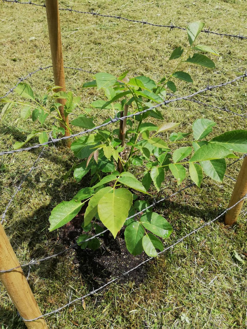 Walnuss 'Buccaneer' Veredelung - Juglans regia 'Buccaneer'