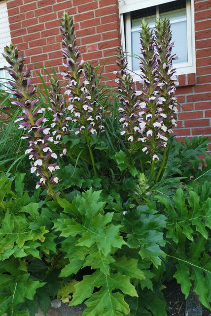 Weiche Bärentatze (Acanthus mollis) - perfekte Stauden & Ratgeber
