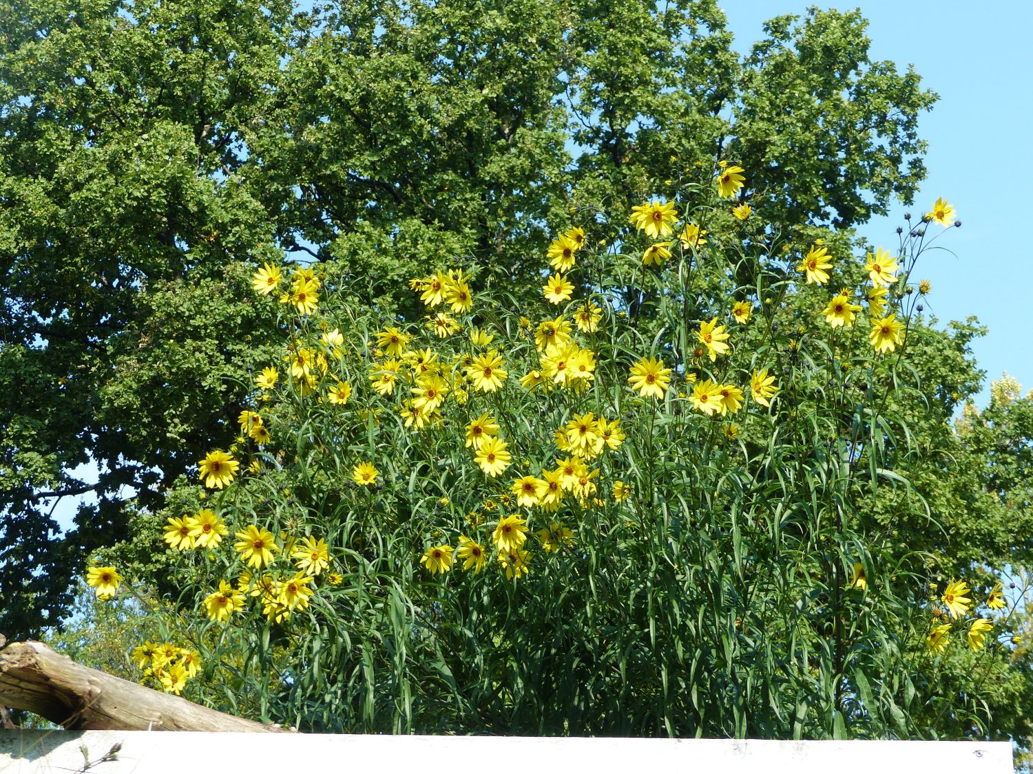 Weidenblättrige Sonnenblume (Helianthus salicifolius)
