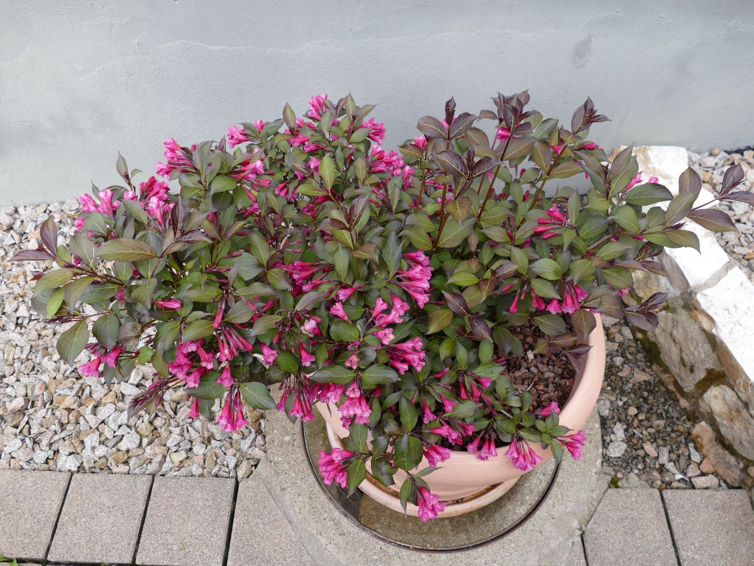 Weigelie 'Alexandra' Weigela florida 'Alexandra' Baumschule Horstmann
