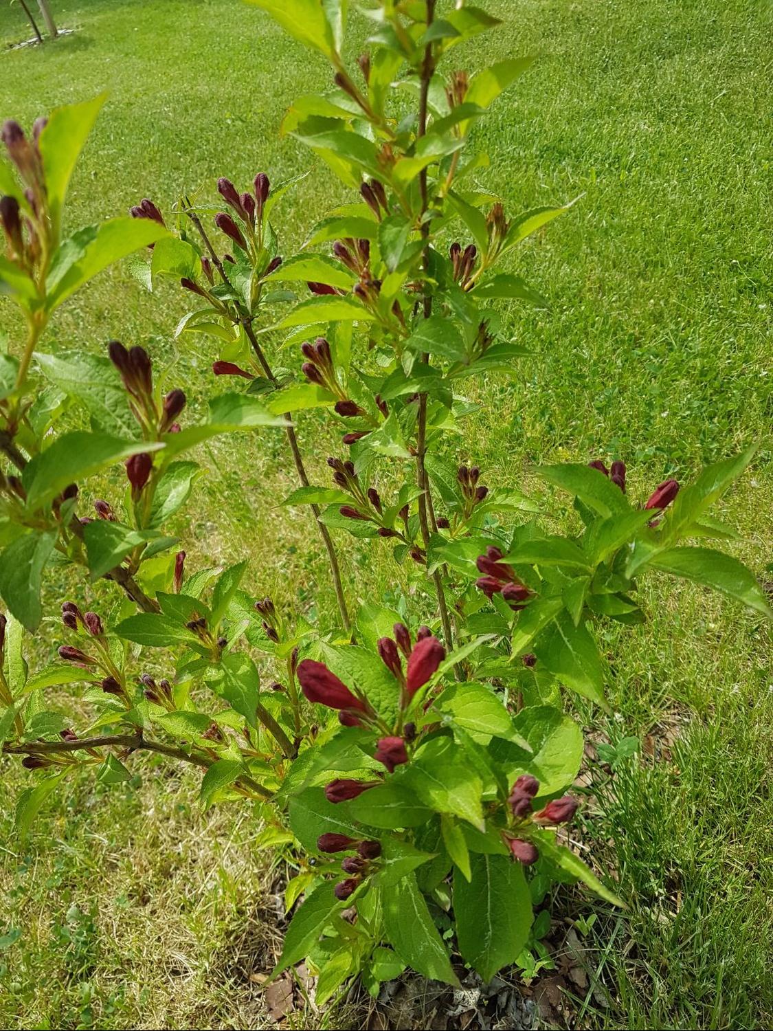 Weigelie 'Bristol Ruby' Weigela 'Bristol Ruby' Baumschule Horstmann