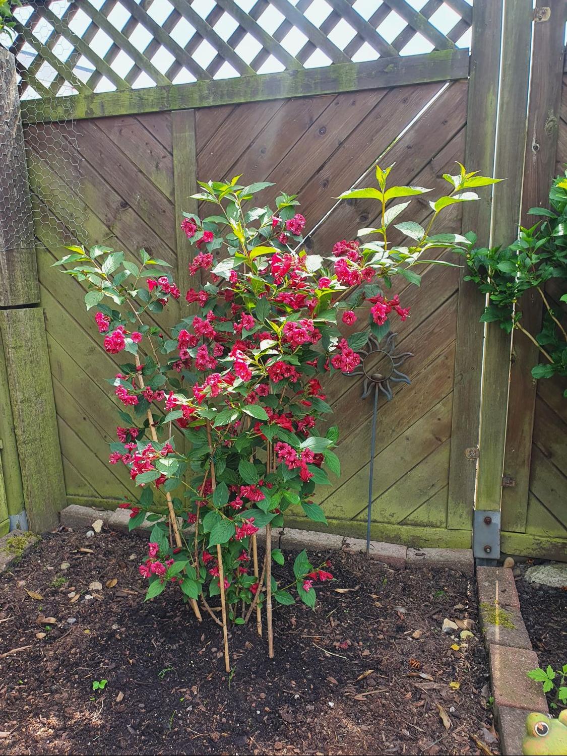 Weigelie 'Bristol Ruby' Weigela 'Bristol Ruby' Baumschule Horstmann