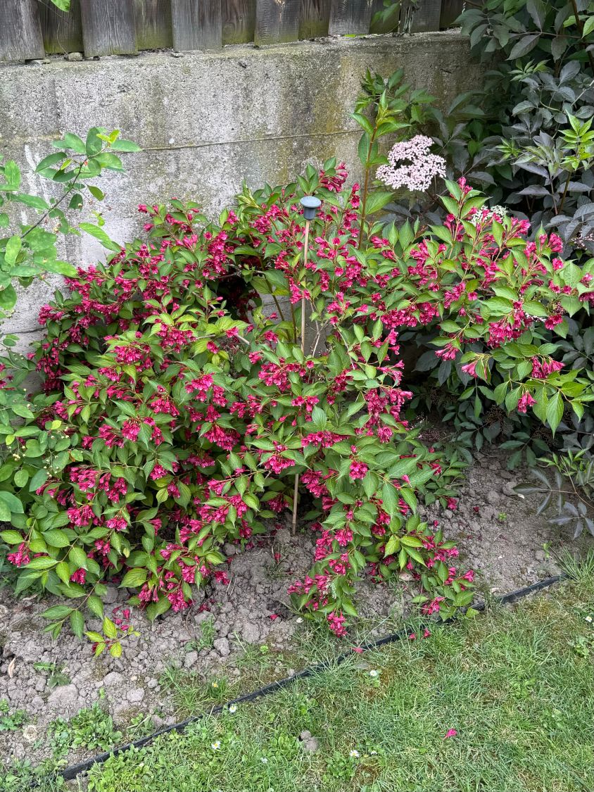 Weigelie 'Evita' Weigela 'Evita' Baumschule Horstmann