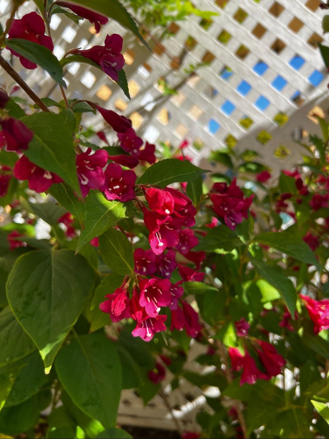 Weigelie 'Evita' Weigela 'Evita' Baumschule Horstmann