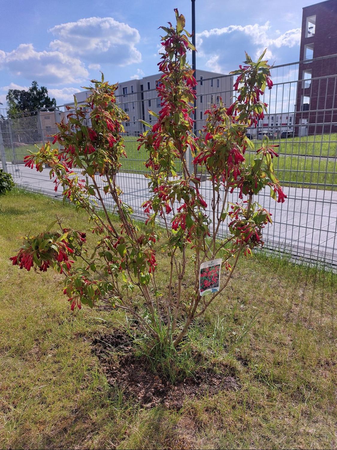 Weigelie 'Red Prince' Weigela 'Red Prince' Baumschule Horstmann