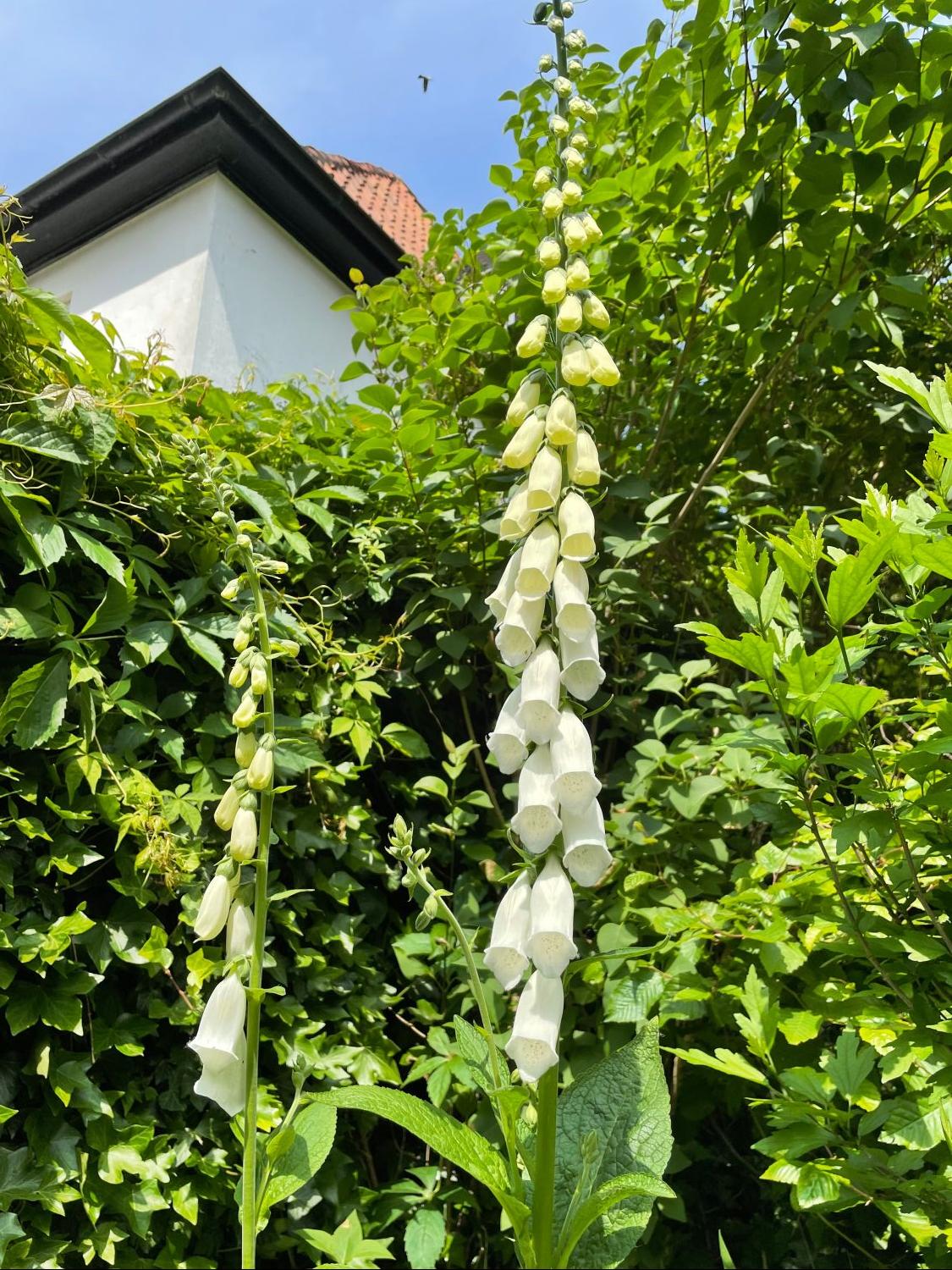 Weißblühender Fingerhut 'Alba' - Digitalis purpurea 'Alba'