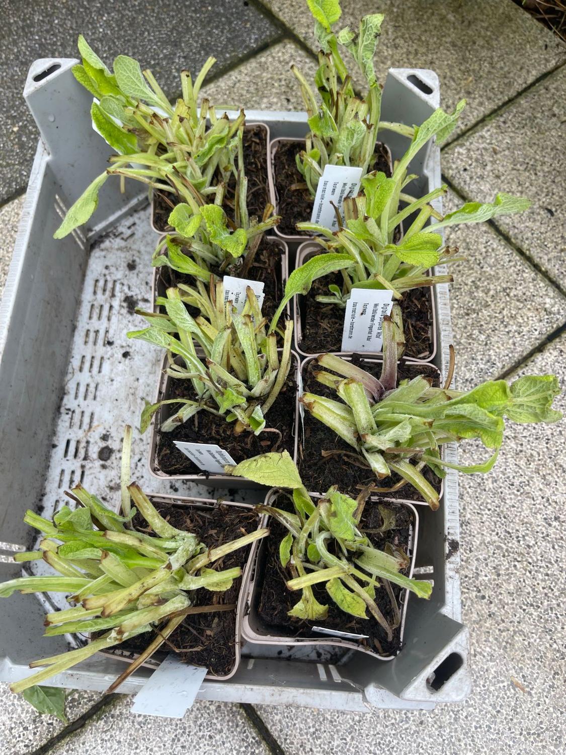 Weißblühender Fingerhut 'Alba' - Digitalis purpurea 'Alba'