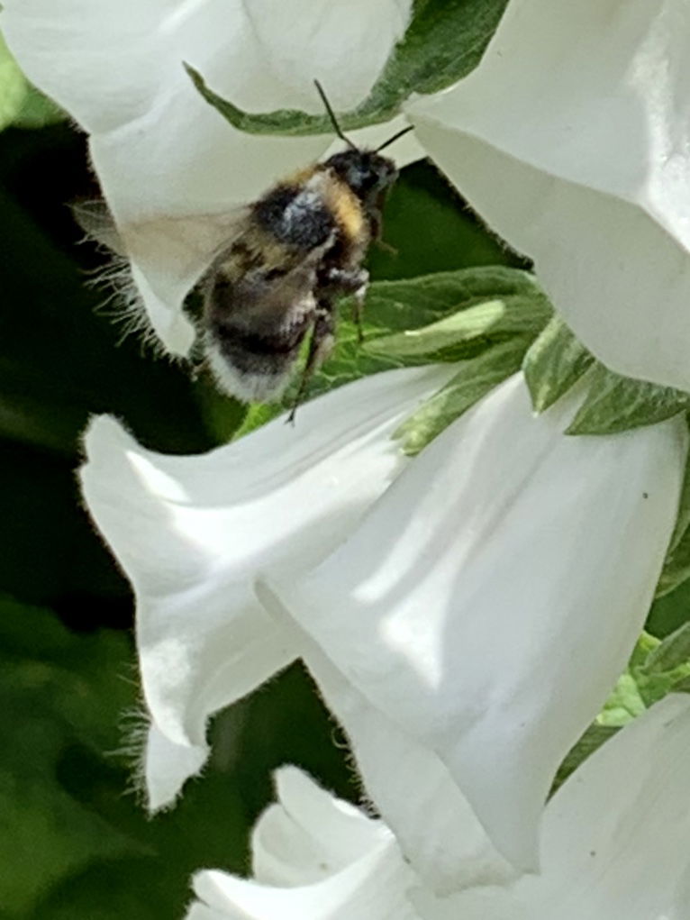 Weißblühender Fingerhut 'Alba' - Digitalis purpurea 'Alba'