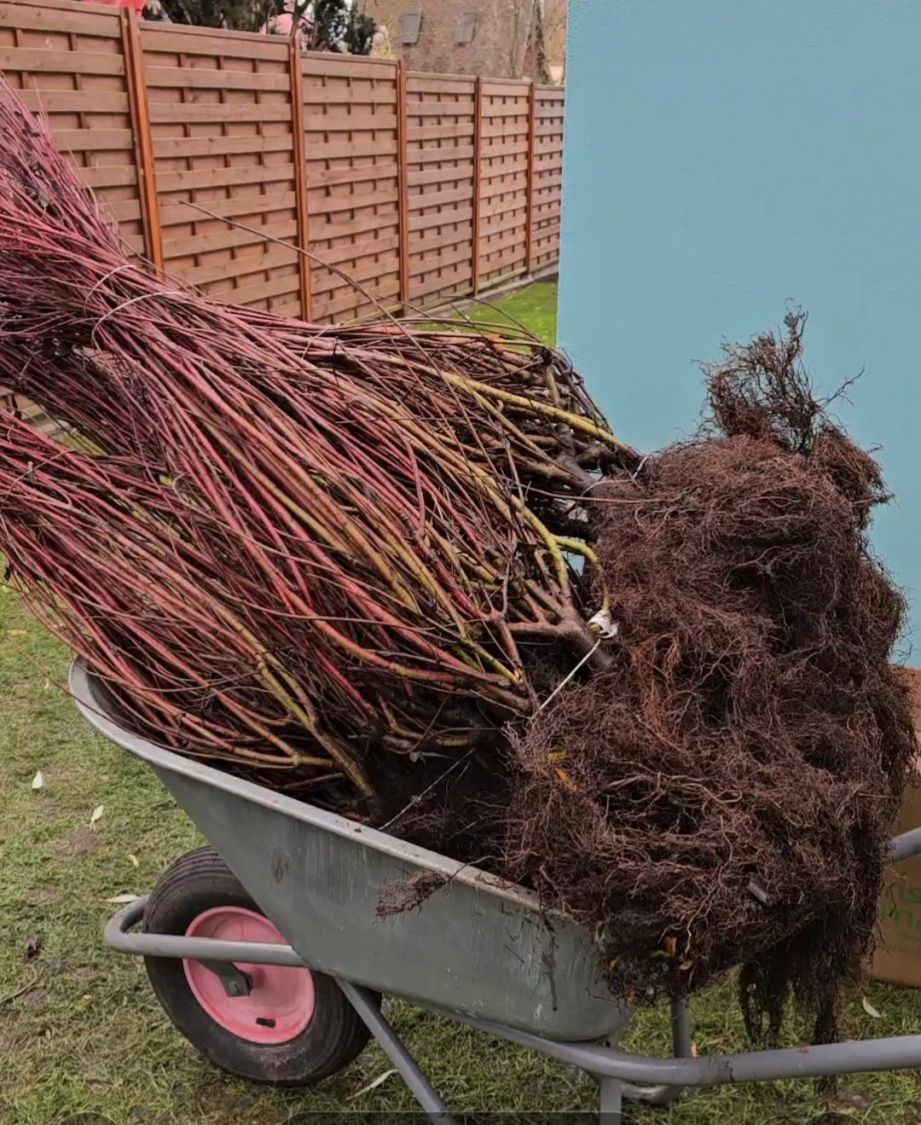 Weißbunter Hartriegel Buntstifter 'Elegantissima' - Cornus alba Buntstifter 'Elegantissima'