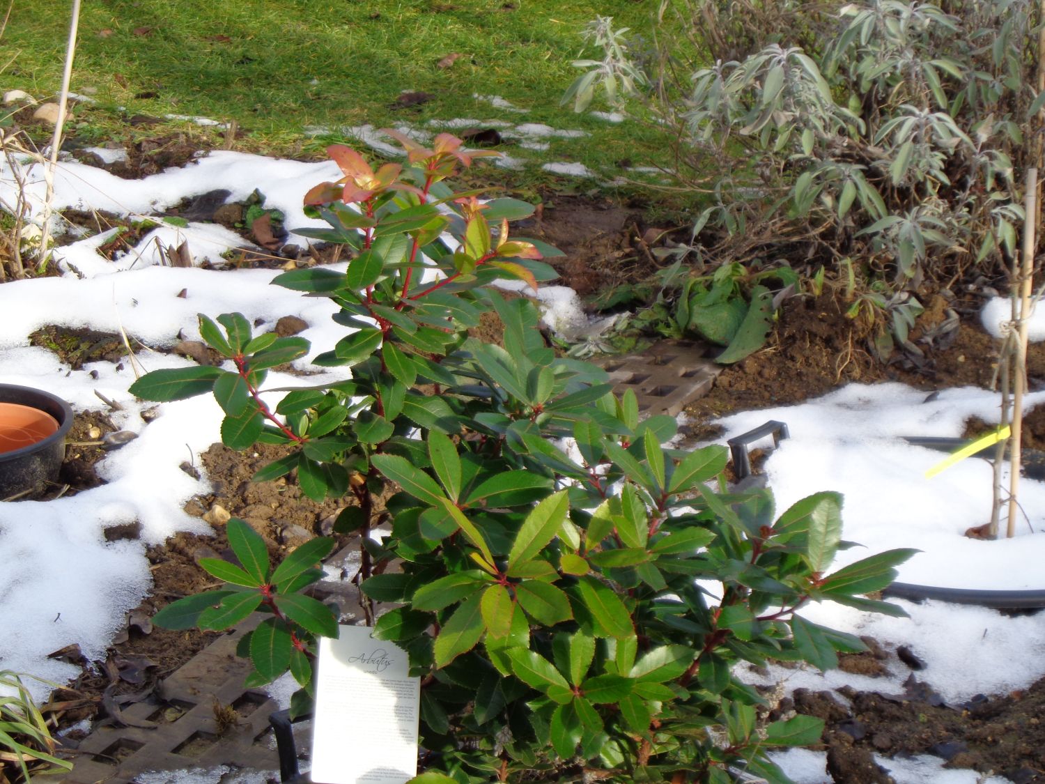 Westlicher Erdbeerbaum - Arbutus unedo