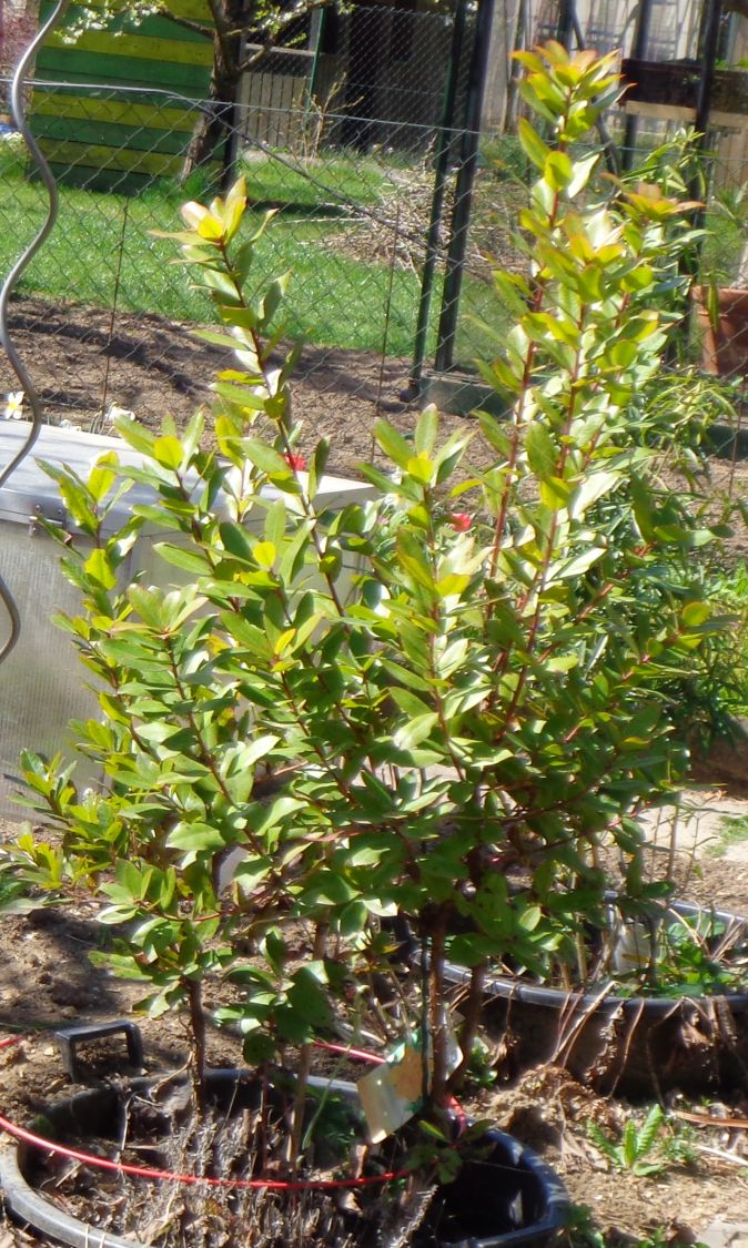 Westlicher Erdbeerbaum - Arbutus unedo