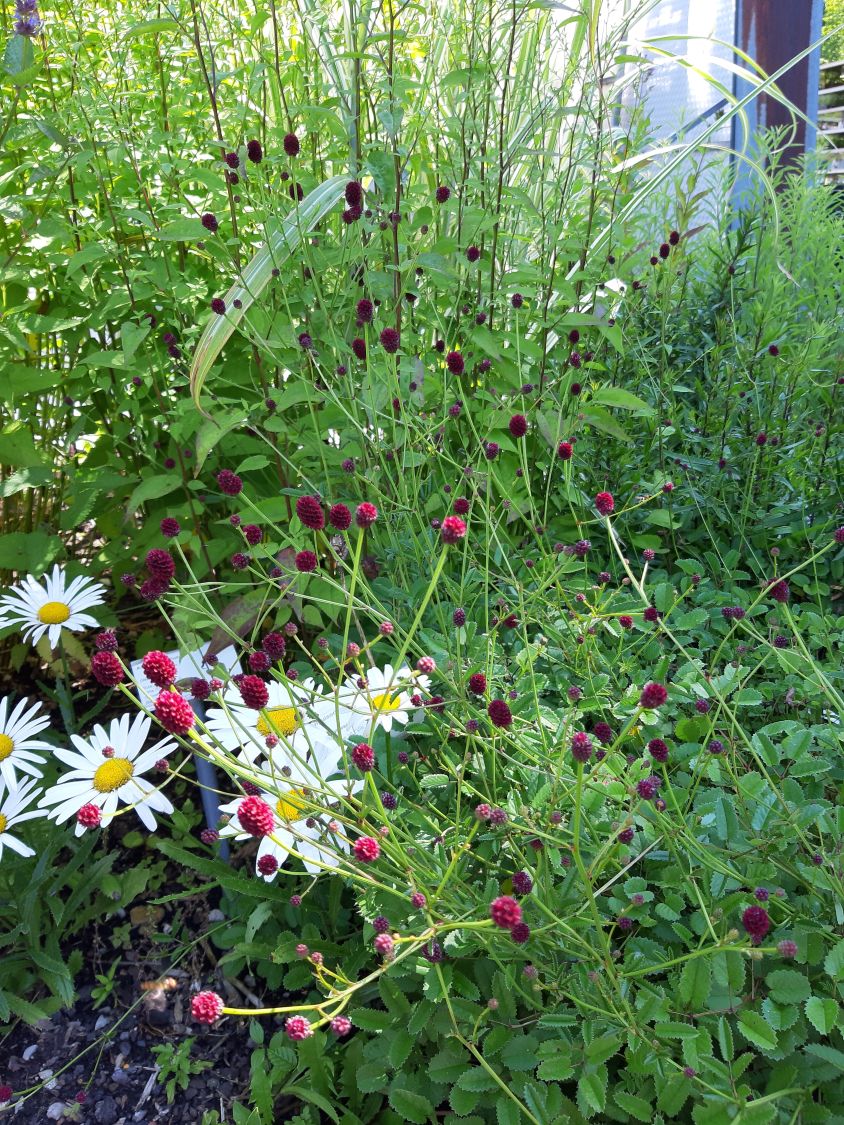 Wiesenknopf 'Tanna' - Sanguisorba officinalis 'Tanna'