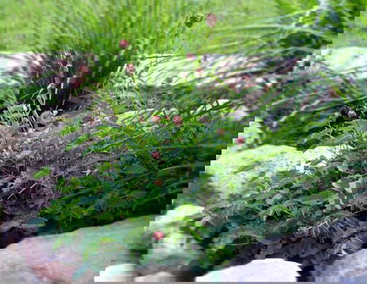 Wiesenknopf 'Tanna' - Sanguisorba officinalis 'Tanna'