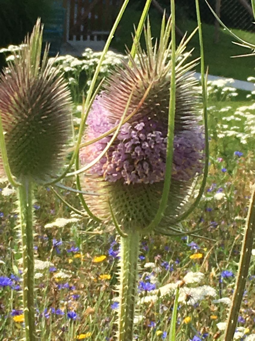 Wilde Karde (Dipsacus fullonum) - perfekte Stauden & Ratgeber