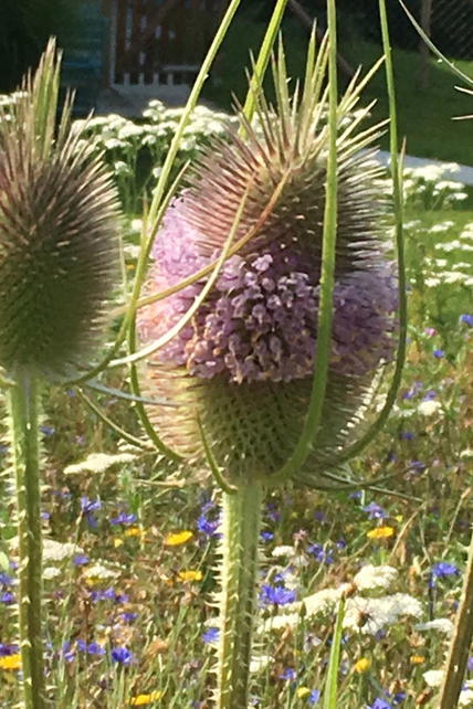 Wilde Karde (Dipsacus fullonum) - perfekte Stauden & Ratgeber