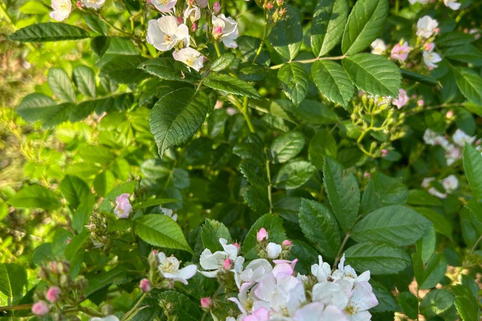 Wildrose Vielblütige Rose / Büschelrose - Rosa multiflora - Baumschule ...