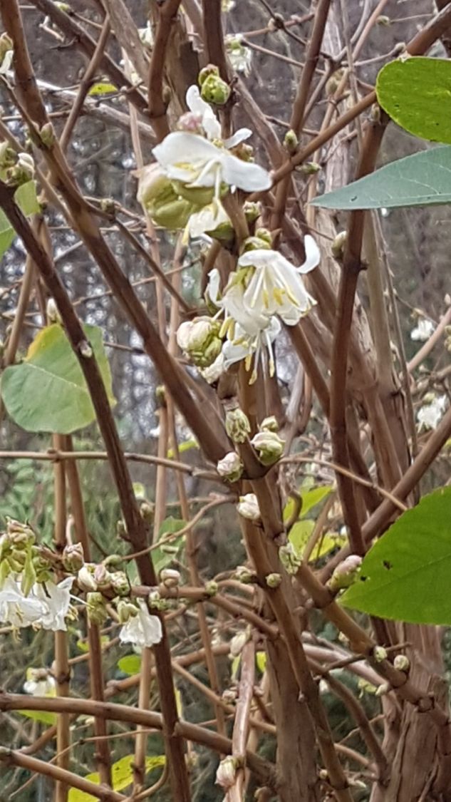 Winter-Heckenkirsche / Duft-Heckenkirsche - Lonicera x purpusii