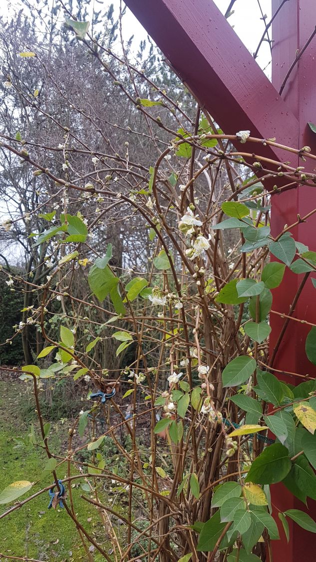 Winter-Heckenkirsche / Duft-Heckenkirsche - Lonicera x purpusii