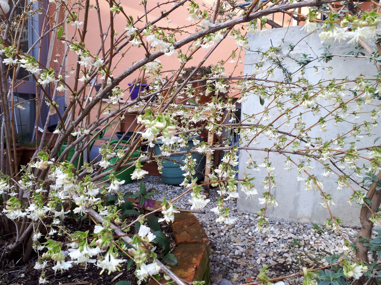 Winter-Heckenkirsche / Duft-Heckenkirsche - Lonicera x purpusii