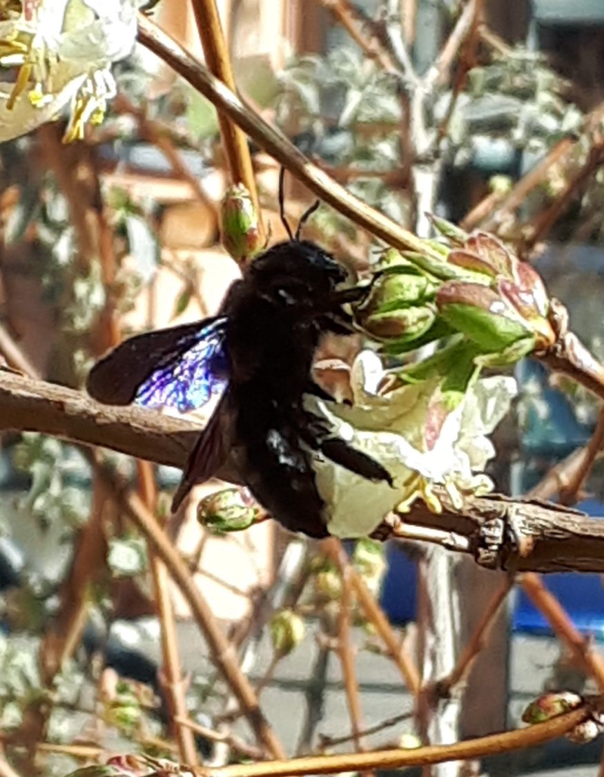 Winter-Heckenkirsche / Duft-Heckenkirsche - Lonicera x purpusii