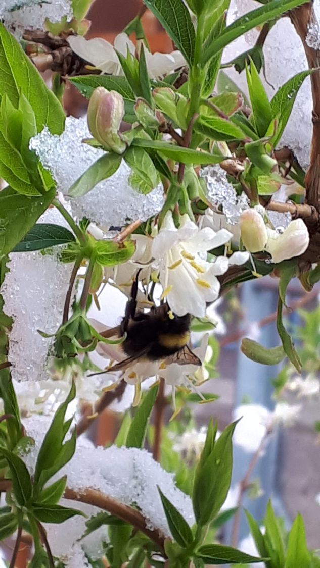 Winter-Heckenkirsche / Duft-Heckenkirsche - Lonicera x purpusii