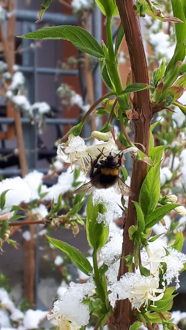 Winter-Heckenkirsche / Duft-Heckenkirsche - Lonicera x purpusii