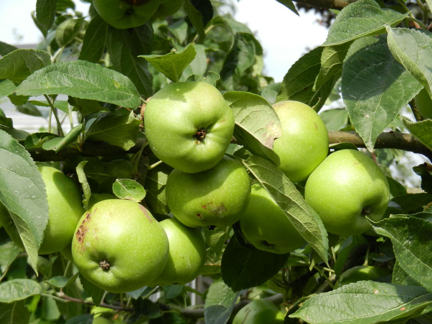 Winterapfel 'Himbacher Grüner' - Malus 'Himbacher Grüner'