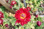 Winteraster 'Oktoberpracht' - Chrysanthemum x hortorum 'Oktoberpracht'