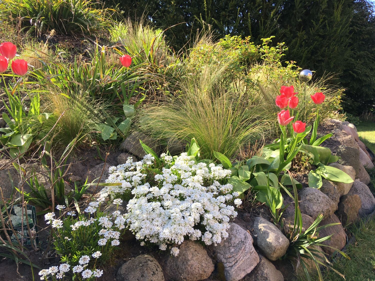 Zartes Federgras 'Ponytails' - Stipa tenuissima 'Ponytails'