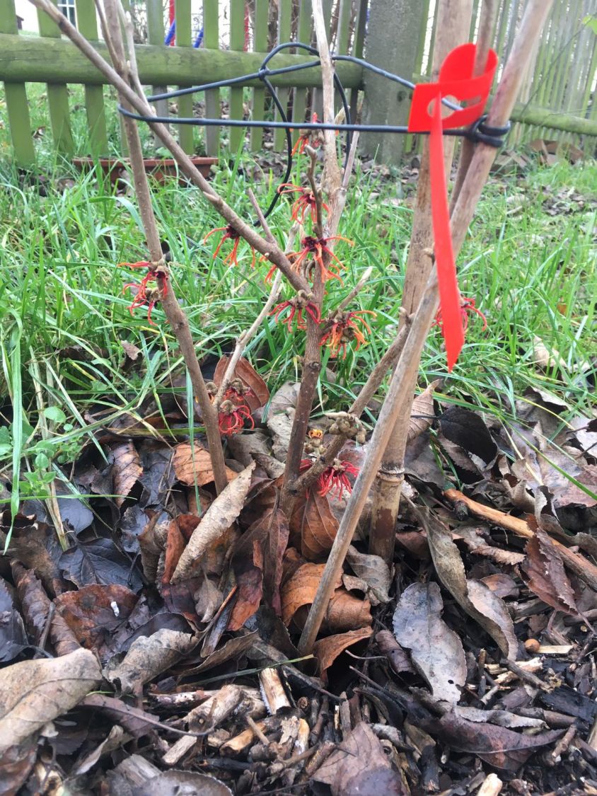 Zaubernuss 'Rubin' - Hamamelis x intermedia 'Rubin'