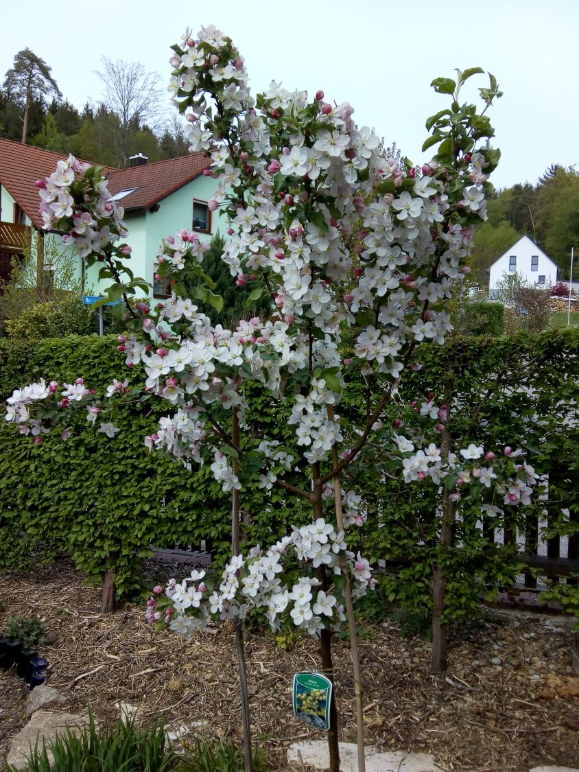Zierapfel 'Golden Hornet' - Malus 'Golden Hornet'