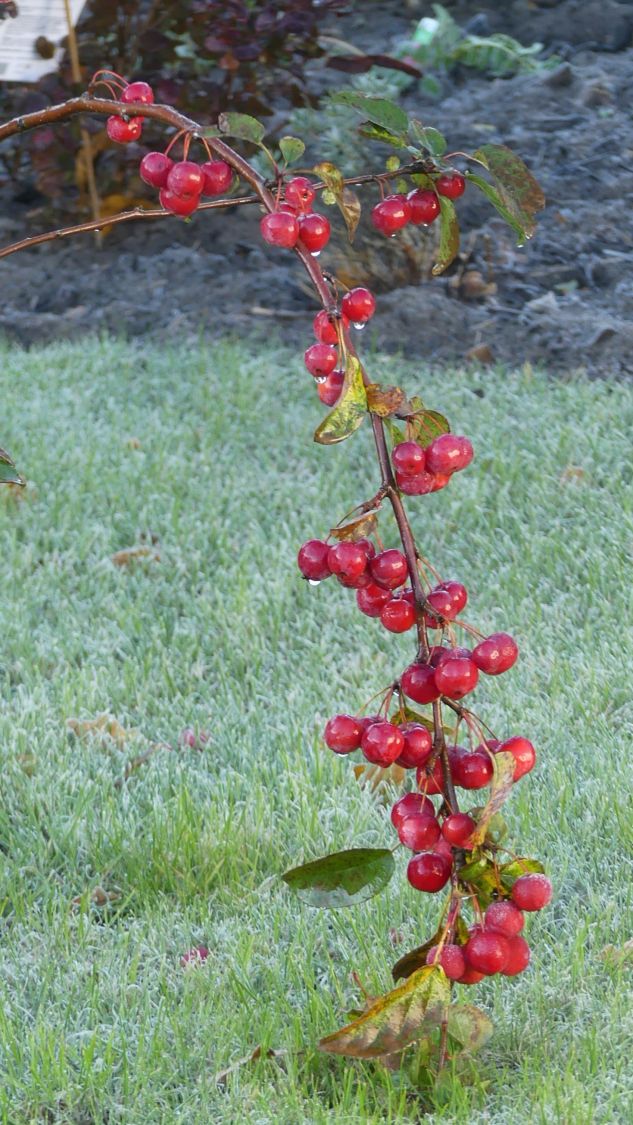 Zierapfel 'Red Sentinel' - Malus 'Red Sentinel'