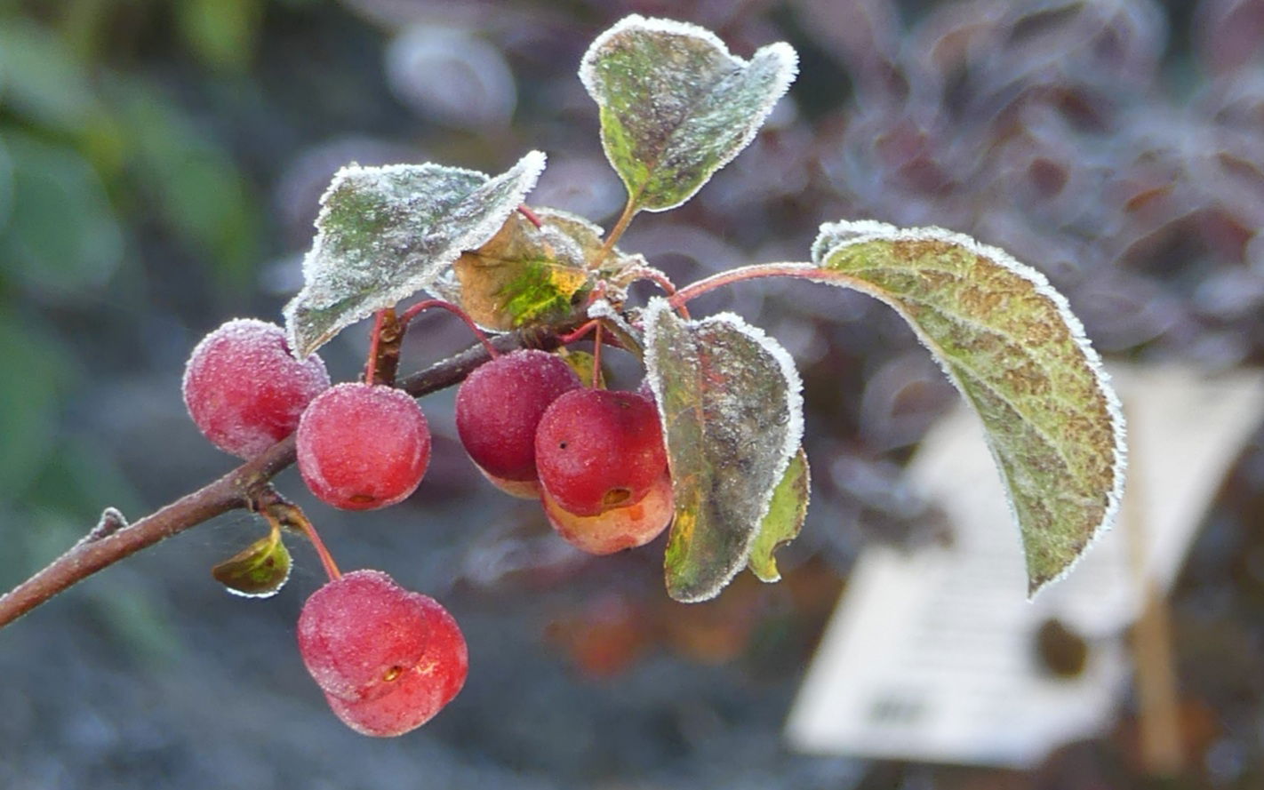 Zierapfel 'Red Sentinel' - Malus 'Red Sentinel'