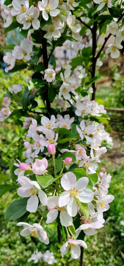 Zierapfel 'Red Sentinel' - Malus 'Red Sentinel'