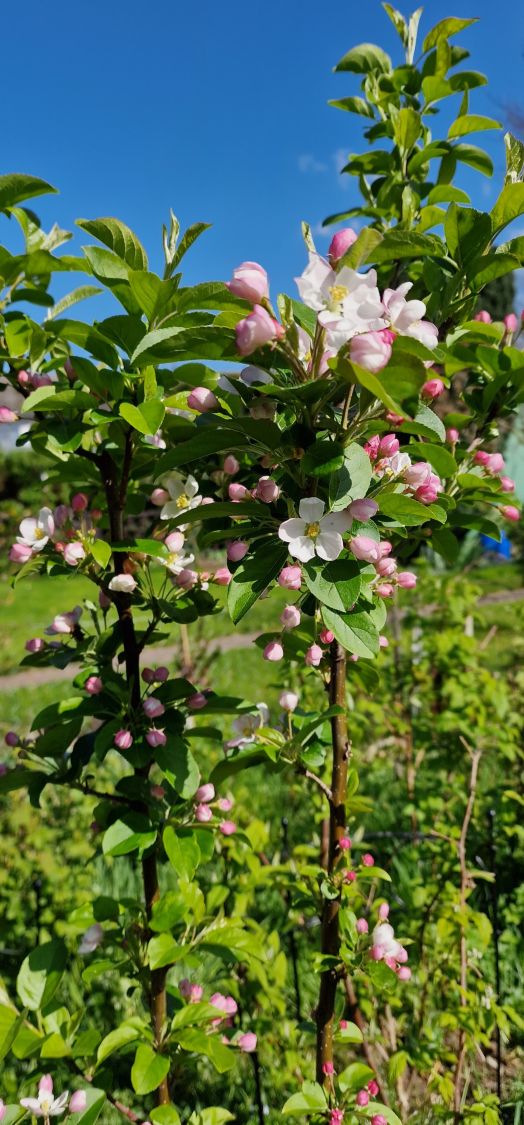 Zierapfel 'Red Sentinel' - Malus 'Red Sentinel'