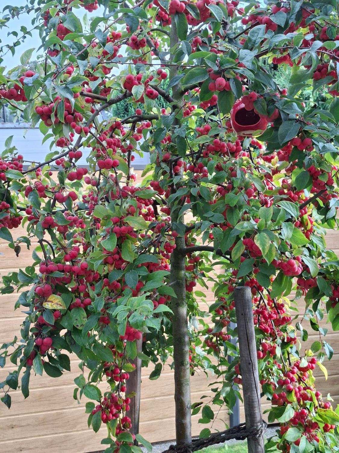 Zierapfel 'Red Sentinel' - Malus 'Red Sentinel'