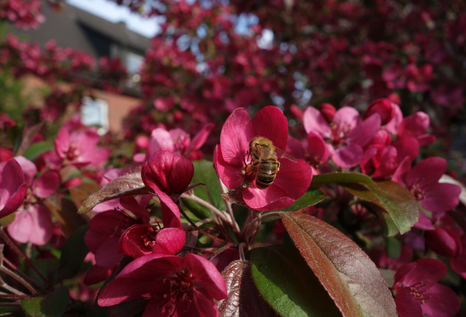 Zierapfel 'Scarlett' - Malus 'Scarlett'