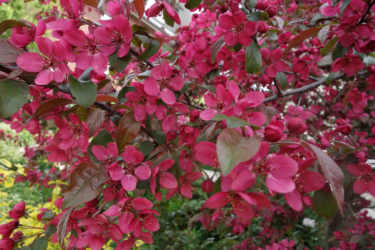 Zierapfel 'Scarlett' - Malus 'Scarlett'