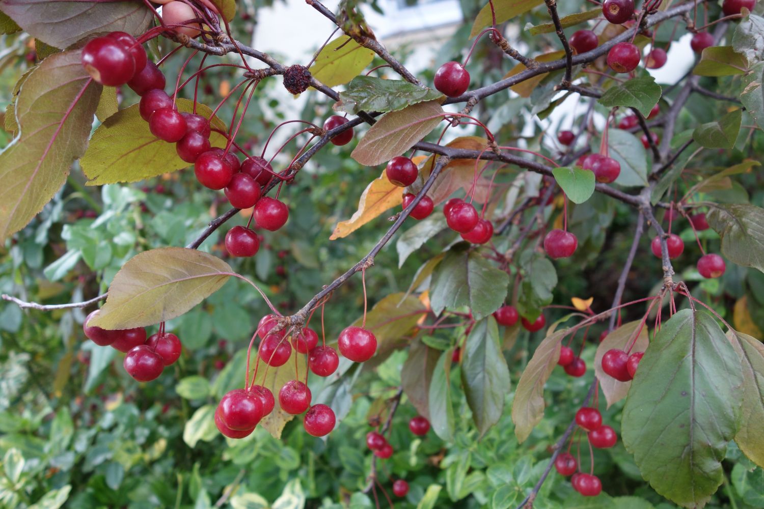 Zierapfel 'Scarlett' - Malus 'Scarlett'