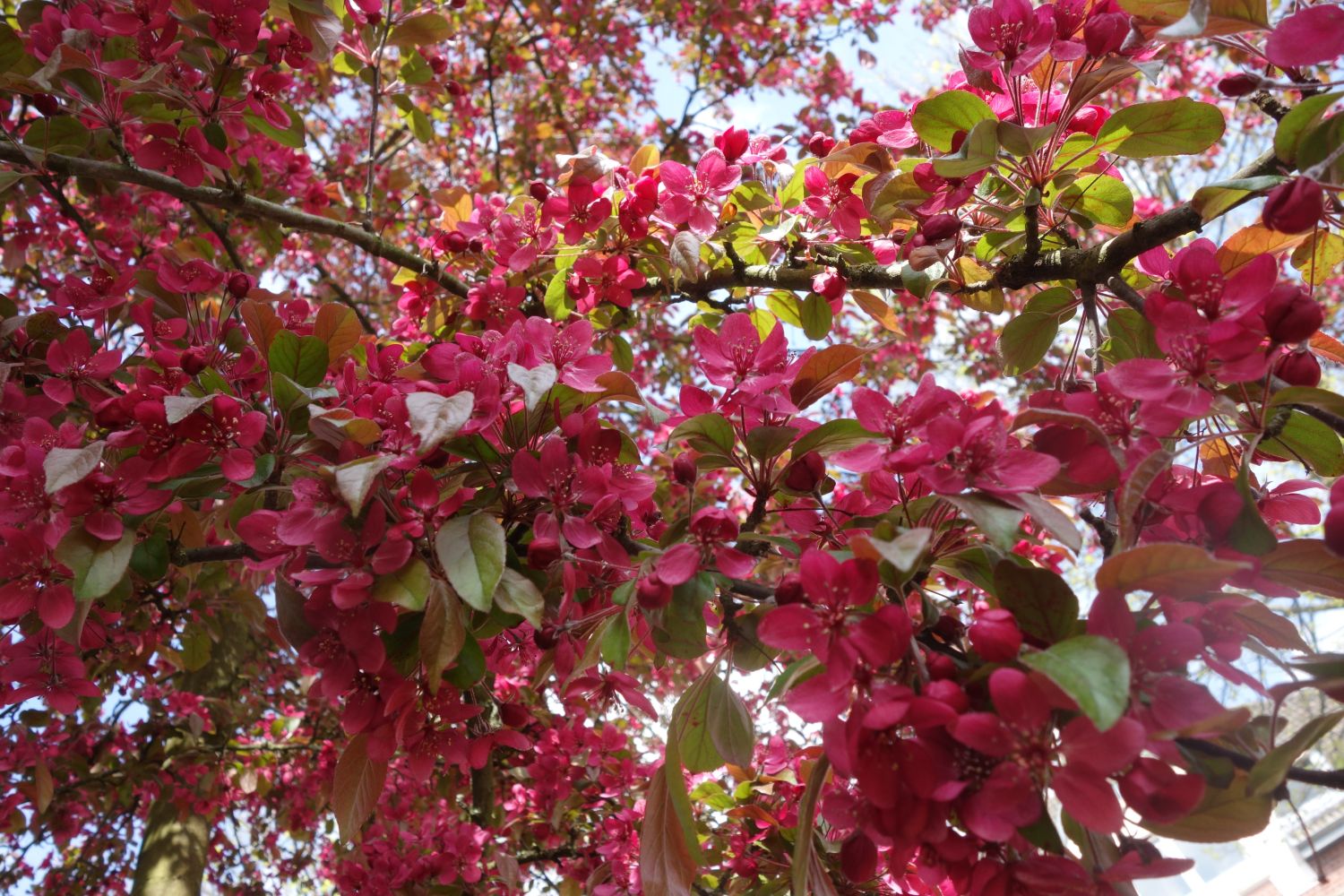 Zierapfel 'Scarlett' - Malus 'Scarlett'