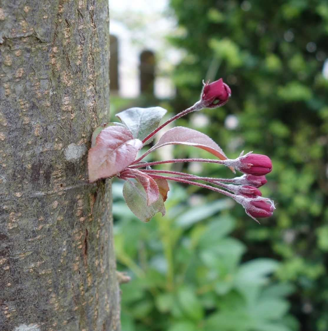 Zierapfel 'Scarlett' - Malus 'Scarlett'