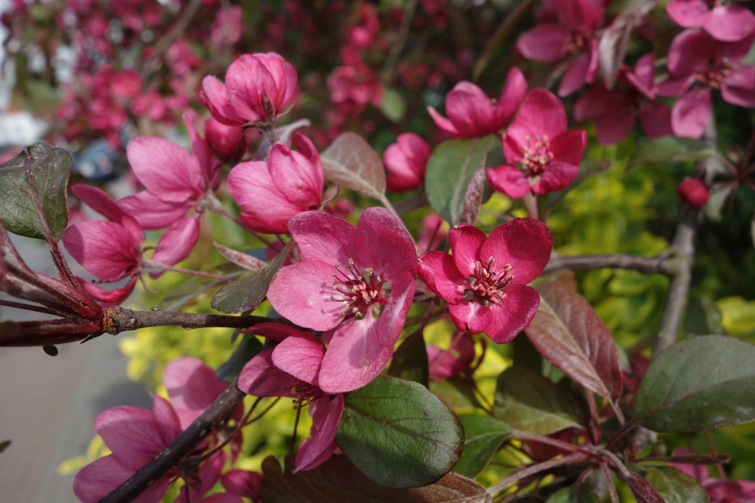 Zierapfel 'Scarlett' - Malus 'Scarlett'