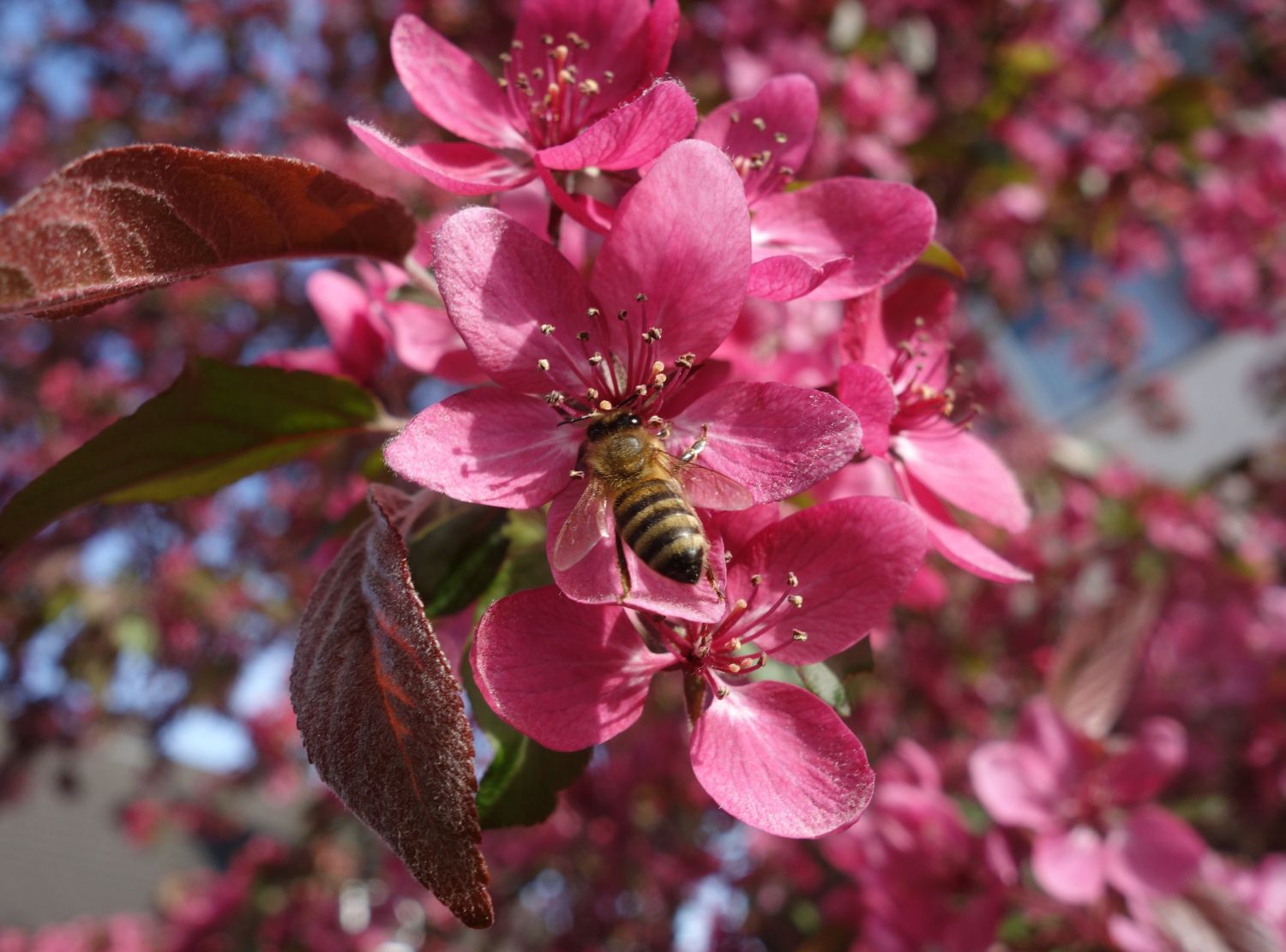 Zierapfel 'Scarlett' - Malus 'Scarlett'