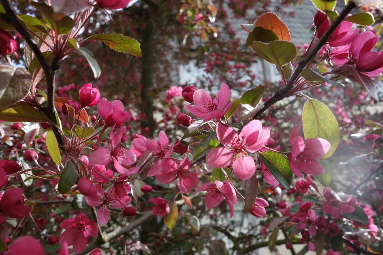 Zierapfel 'Scarlett' - Malus 'Scarlett'