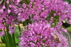 Zierlauch 'Millenium' - Allium x 'Millenium'
