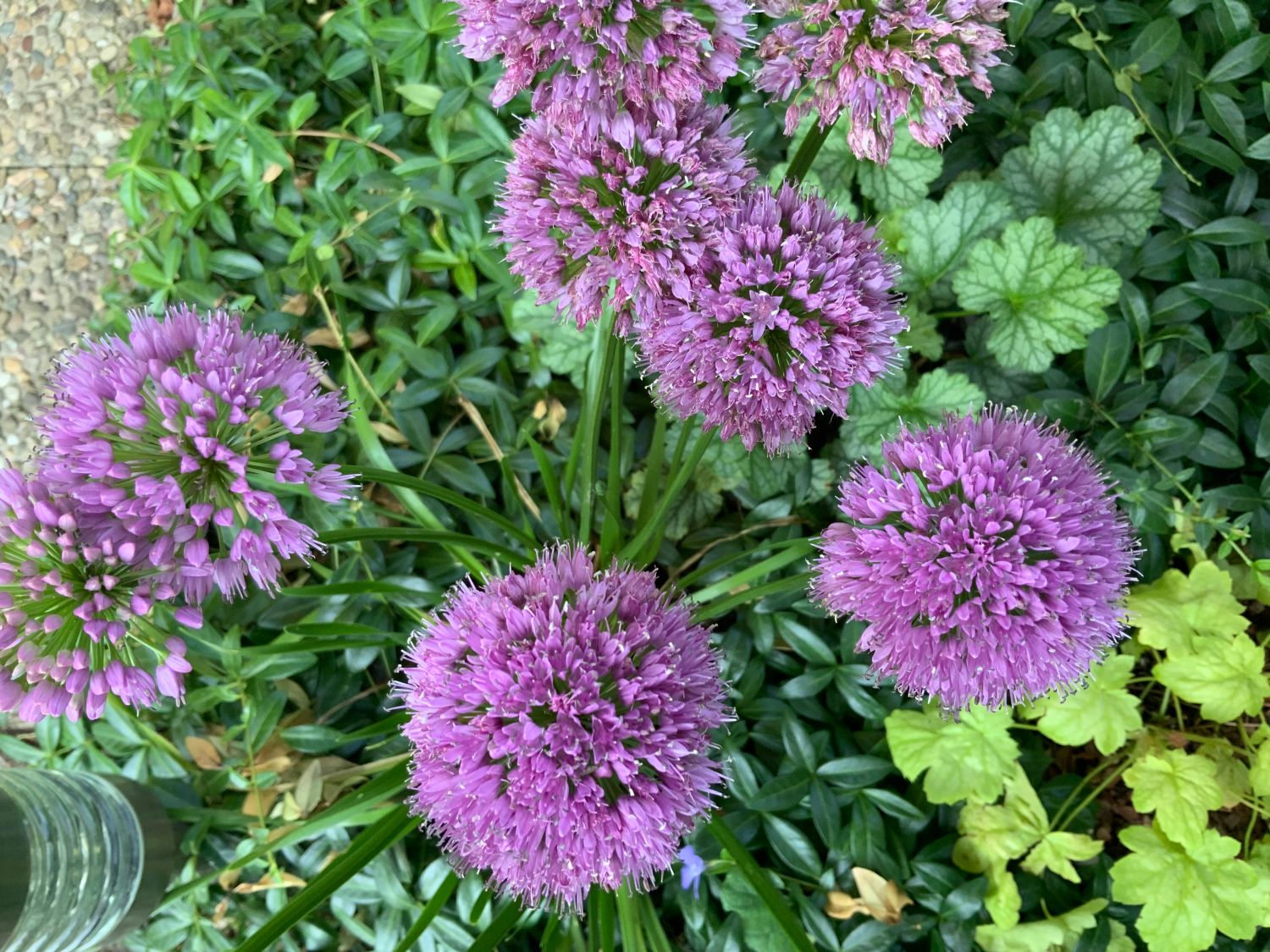 Zierlauch 'Millenium' - Allium x 'Millenium'
